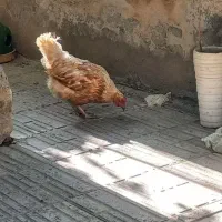 مرغ لوهمن تخم گذار