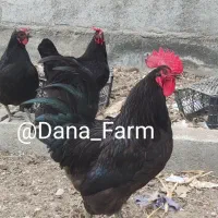 تخم نطفه دار استرالوپ استرالیایی