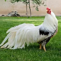 ویاندوت