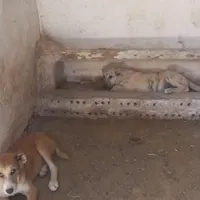 کوچوک نژاد دار 4ماه هست
