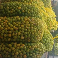 لیمو شیراز