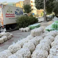 صادرات قارچ دکمه‌ای تازه شرکت قارچ شبنم کوثر