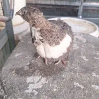 بلدرچین تخمگذار و گوشتی