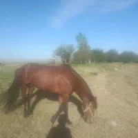 اسب|اسب و تجهیزات اسب‌سواری|چهاردولی, |دیوار