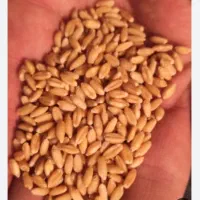 گندم تیمی درجه یک،