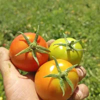 زمین-کشاورزی-سرخه