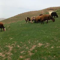 میش بردار