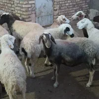 میش ابست شیره دار و قوچ کله بور