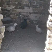 سه عددکفتر..سینه سیاه نره کاکولی خارماده بایک سار