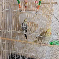دو عدد عروس هلندی بالغ