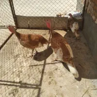 بوقلمون بوربون نروماده