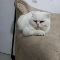 فروش فوری