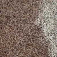 جو منطقه خومون دشتستان