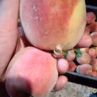 هلو درجه یک