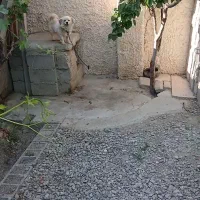 سگ پاکوتاه پیکنز