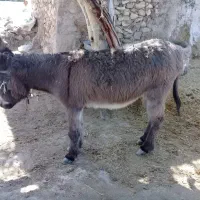 الاغ ماده جوان