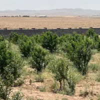 ۱۵۰۰ متر باغ بادرختانمیوه در مامونیه با سند تک برگ|فروش زمین و ملک کلنگی|تهران, پونک|دیوار