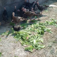 بوقلمون محلی