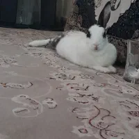 فروش خرگوش خونگی