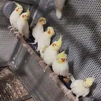 لوتینو بالغ