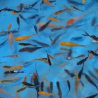 ماهی‌کوی|ماهی|مشهد, چهارچشمه|دیوار