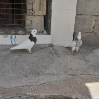 کبوتر