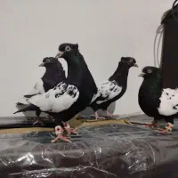 کبوتر سیاهپوش دورنگ