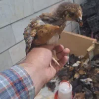 جوجه گلین گلپایگان دوماهه