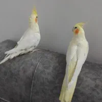 عروس هلندی با قفس
