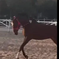 عرب یکسر کره سعودی خالدیه