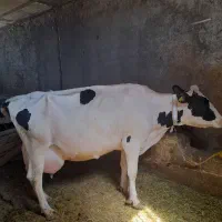 گاو