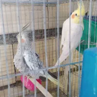 جفت عروس هلندی گلباقالی ‌و لوتینو
