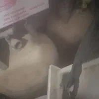 کپسول گاز بوتان