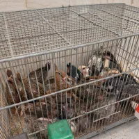 جوجه مرغ و خروس نژاد دار یک ماهه