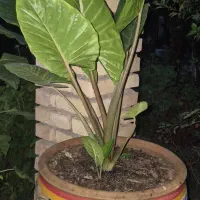 گل و گلدان بابا آدم
