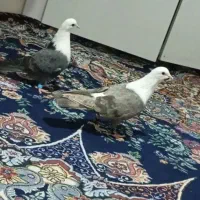 کلاغ سبز ماده