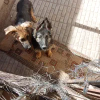 واگذاری توله