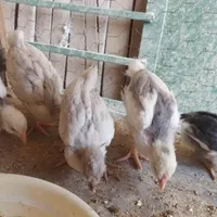 ۶ تا جوجه گلین طوسی چلتاج ریشی یکماهه