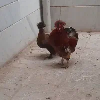 جوجه|حیوانات مزرعه|قم, باغ کرباسی|دیوار