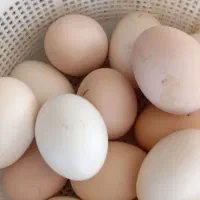 تخم مرغ محلی