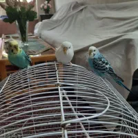 مرغ عشق