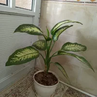 گل طبیعی|گل و گیاه طبیعی|هشتگرد, هشتگرد قدیم|دیوار