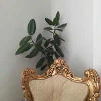 اجاره همکف ویلایی