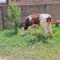 گاو قربانی چهار دندان