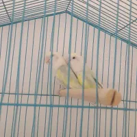 عروس هلندی کوتوله  مرغ عشق..