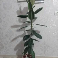گل فیکوس