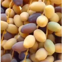خرمای زیر نخل  و کارتن ، حلب،رطب  سال 1405