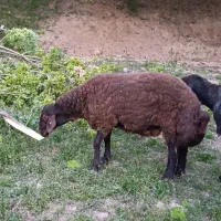 فروش قورچ هترو.گوسفند.بره