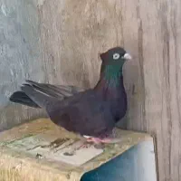 کبوتر ماده زاغ آبادانی