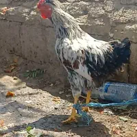خروس فروشی
